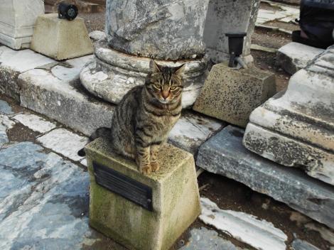 Gatto ad efeso3